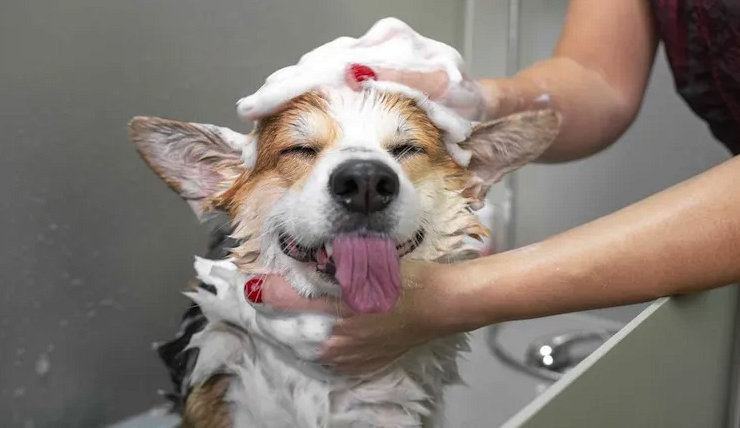 668bbc688b0b458e3fcc53c6_dog grooming_result