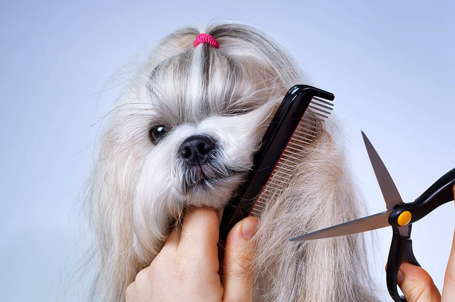 Dog-getting-groomed_result