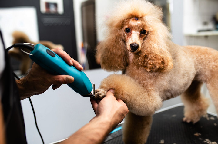 Poodle-getting-its-nails-trimmer-at-the-grooming-salon_result